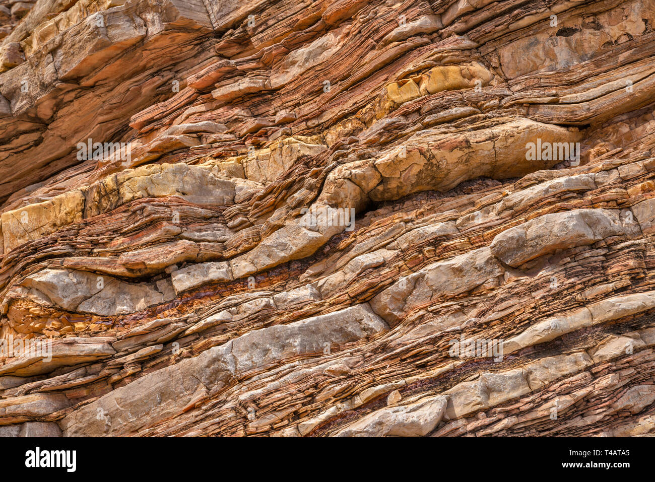 Kalkstein und Schiefer Schichten von boquillas Bildung bei Ernst Tinaja in Ernst Canyon, Big Bend National Park, Texas, USA Stockfoto