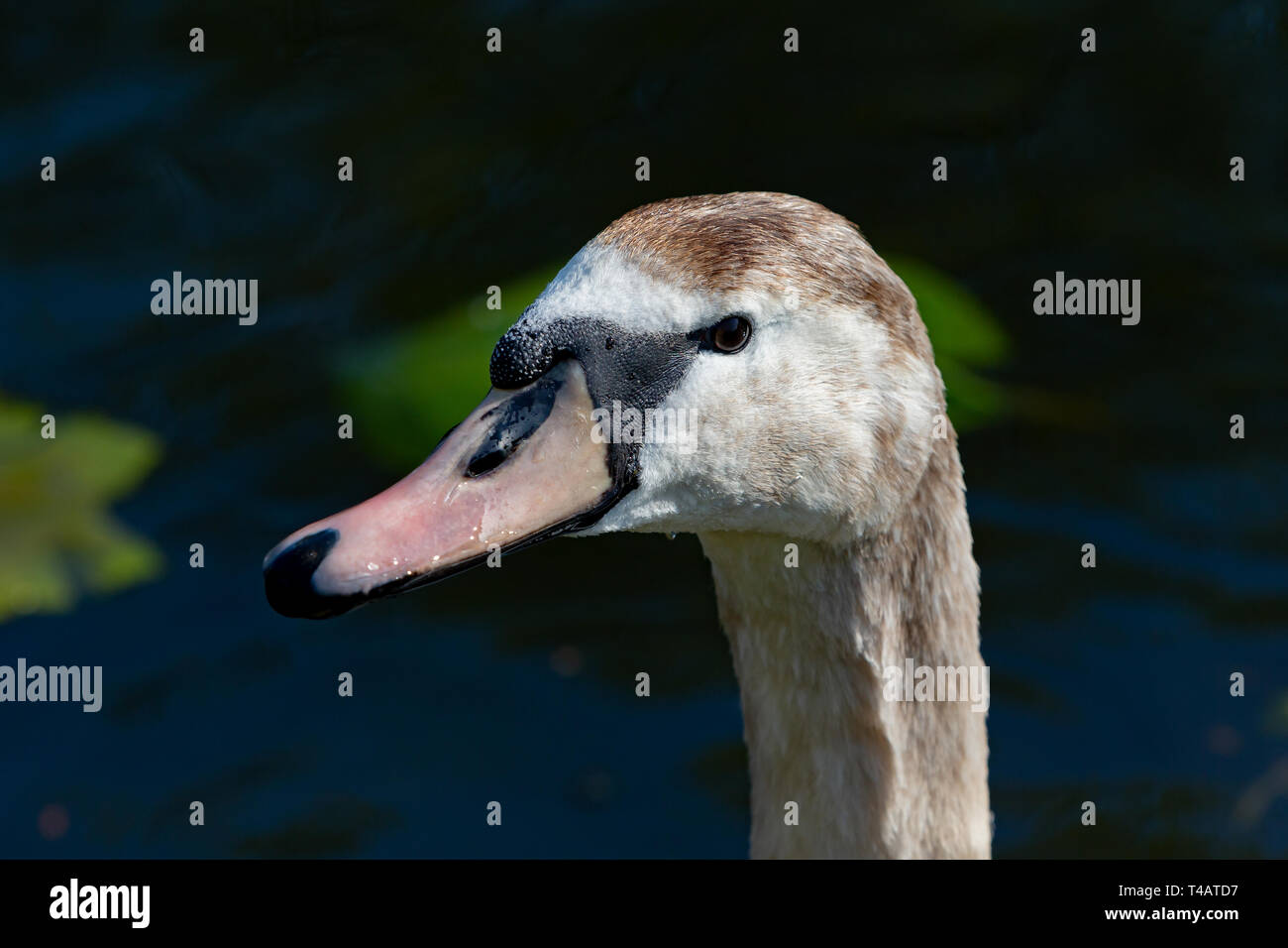 Nahaufnahme der Kopf eines Jugendlichen Swan (Shaker) auf Sankey Kanal in Sankey Valley Park, Warrington, Cheshire, England Stockfoto