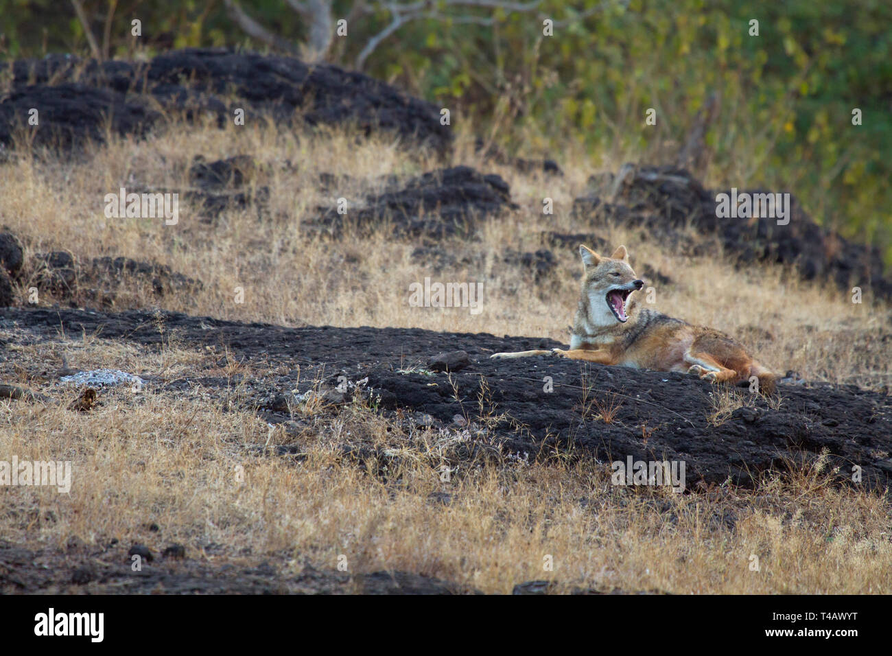 Golden Schakal oder Canis aureus ruht auf den Felsen im Gir Nationalpark Gujarat Indien Stockfoto