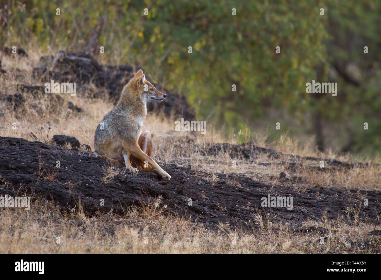 Golden Schakal oder Canis aureus ruht auf den Felsen im Gir Nationalpark Gujarat Indien Stockfoto