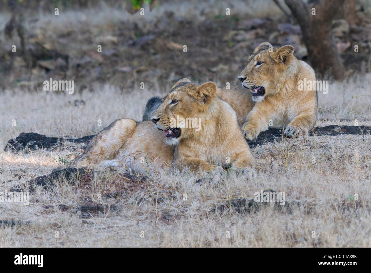 Asiatische Löwen oder Asiatischen Löwen oder Panthera leo leo weiblich Paar an Gir Nationalpark Gujarat Indien Stockfoto