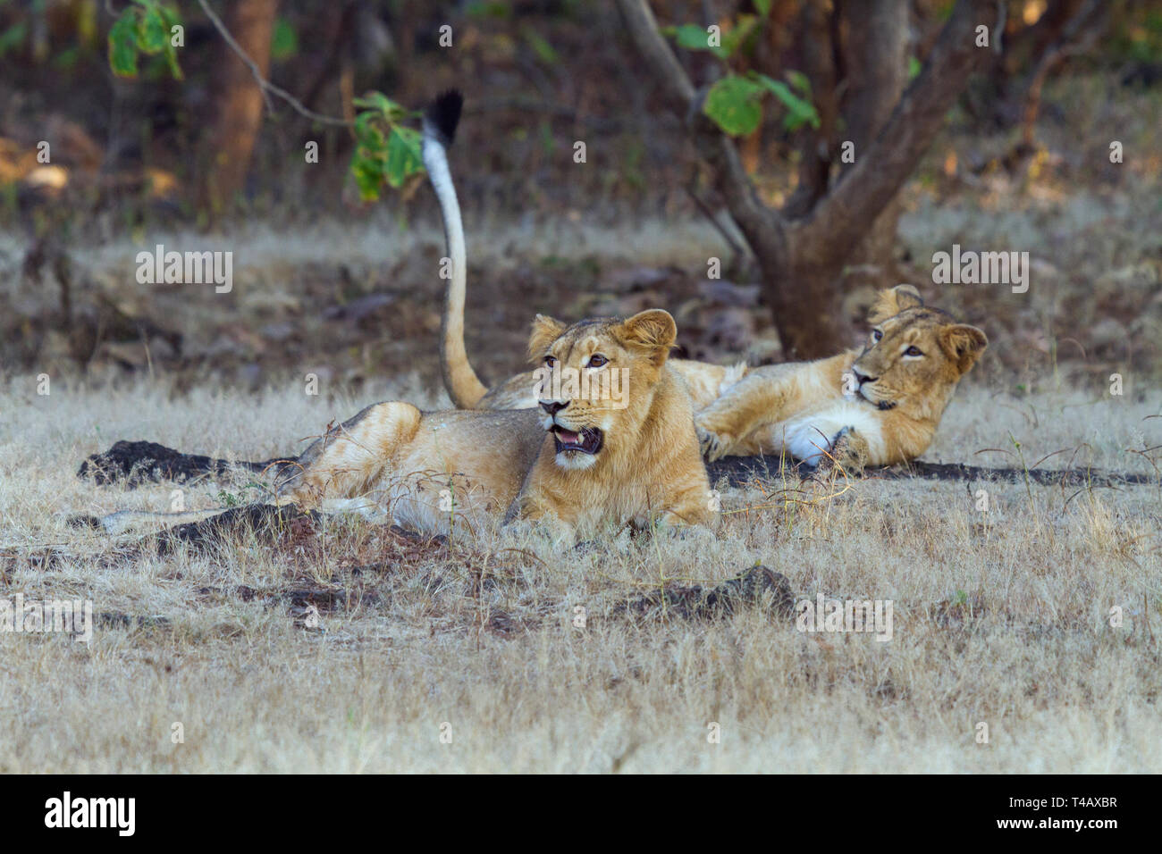 Asiatische Löwen oder Asiatischen Löwen oder Panthera leo leo weiblich Paar an Gir Nationalpark Gujarat Indien Stockfoto