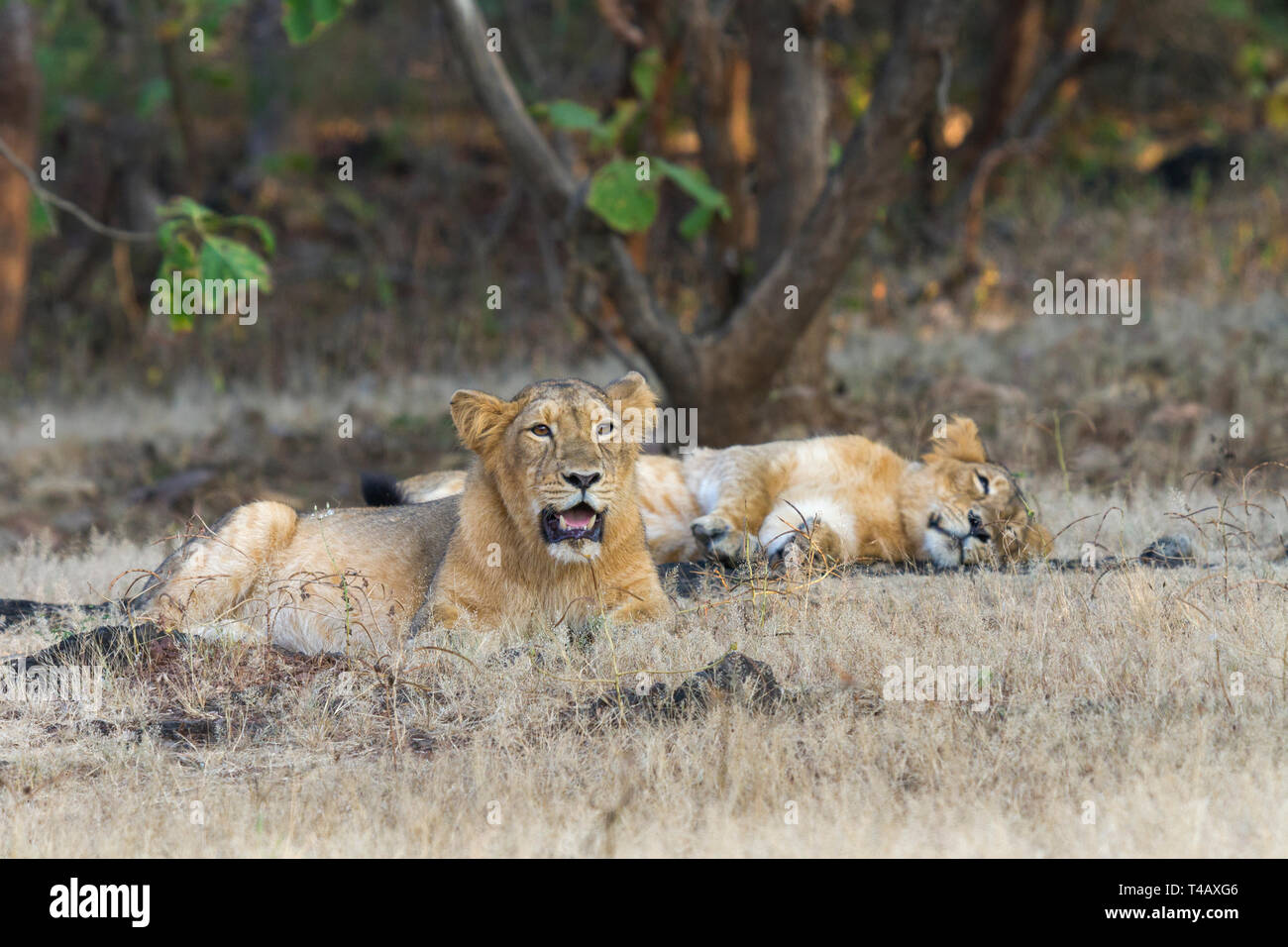 Asiatische Löwen oder Asiatischen Löwen oder Panthera leo leo weiblich Paar an Gir Nationalpark Gujarat Indien Stockfoto