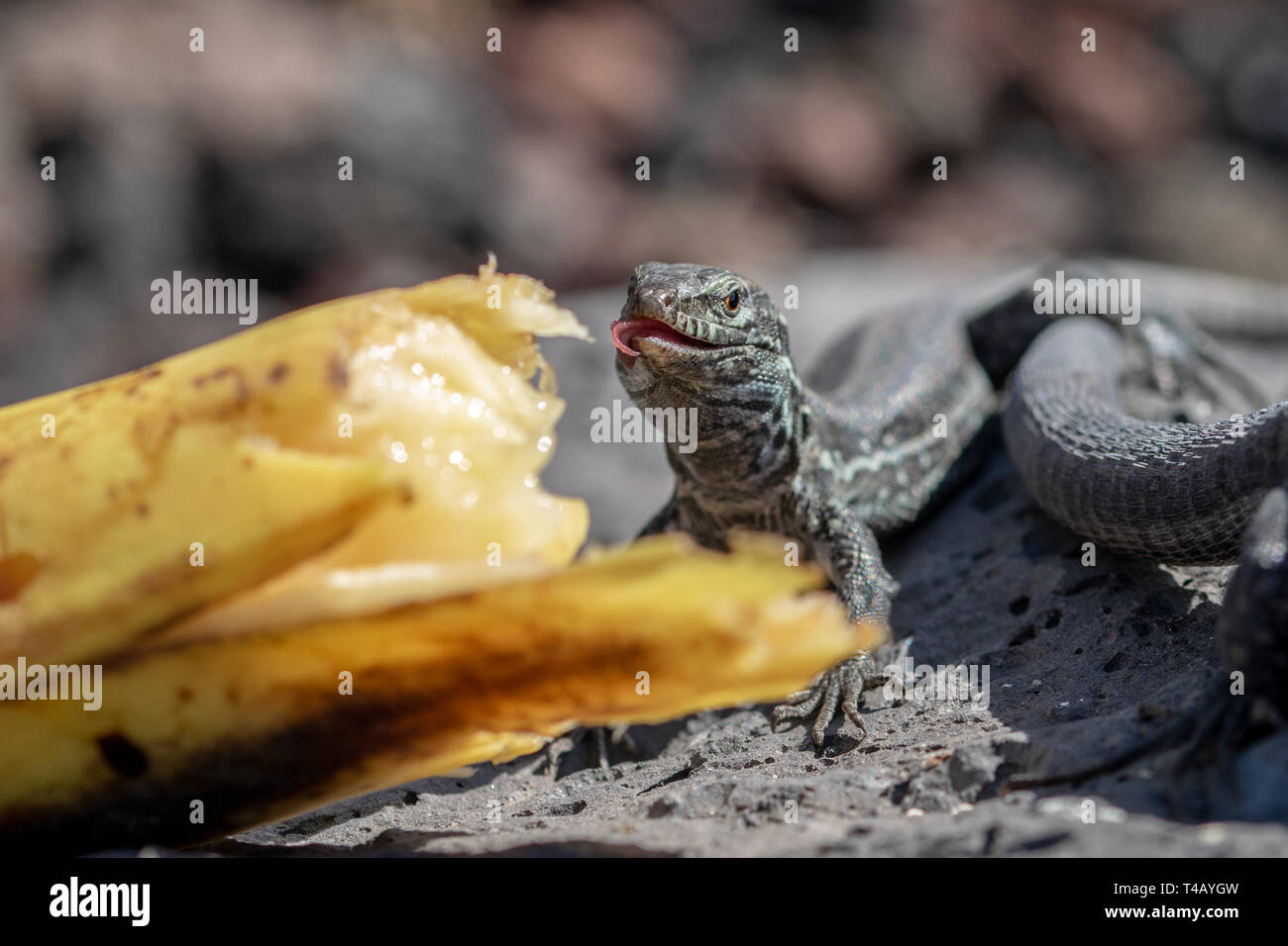 Wand (gallotia galloti palmae Lizard) mit einem Curling Zunge essen eine weggeworfene Banane mit vulkanischen Felsen im Hintergrund. Insel La Palma, Stockfoto