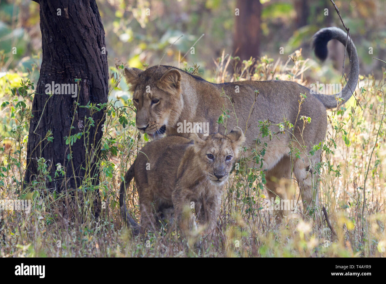 Asiatische Löwen oder Asiatischen Löwen oder Panthera leo leo Mutter und Cub spielen an Gir Nationalpark Gujarat Indien Stockfoto