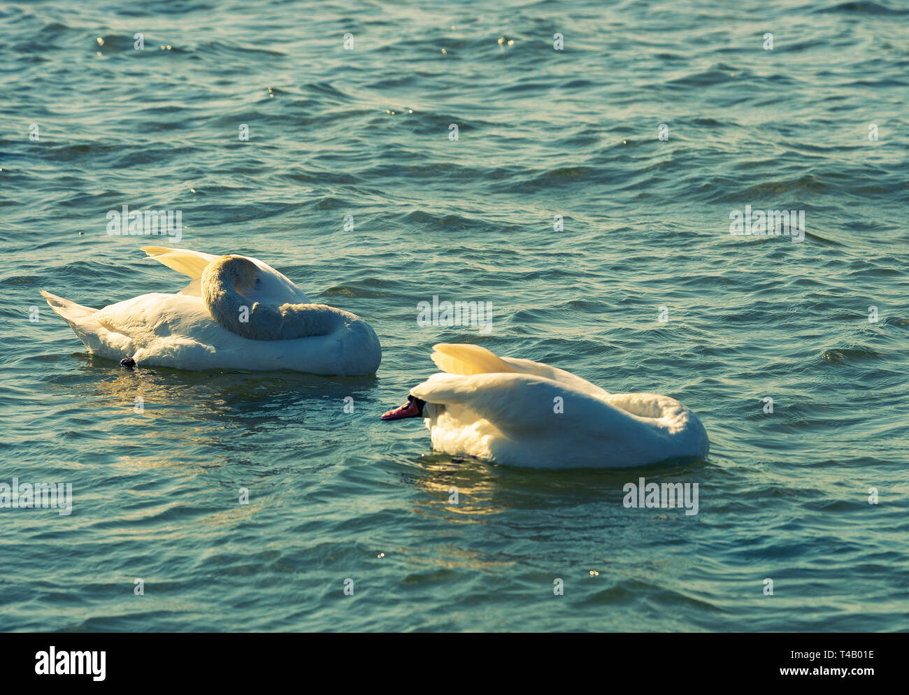 Zwei Schwäne preen ihr Gefieder Stockfoto