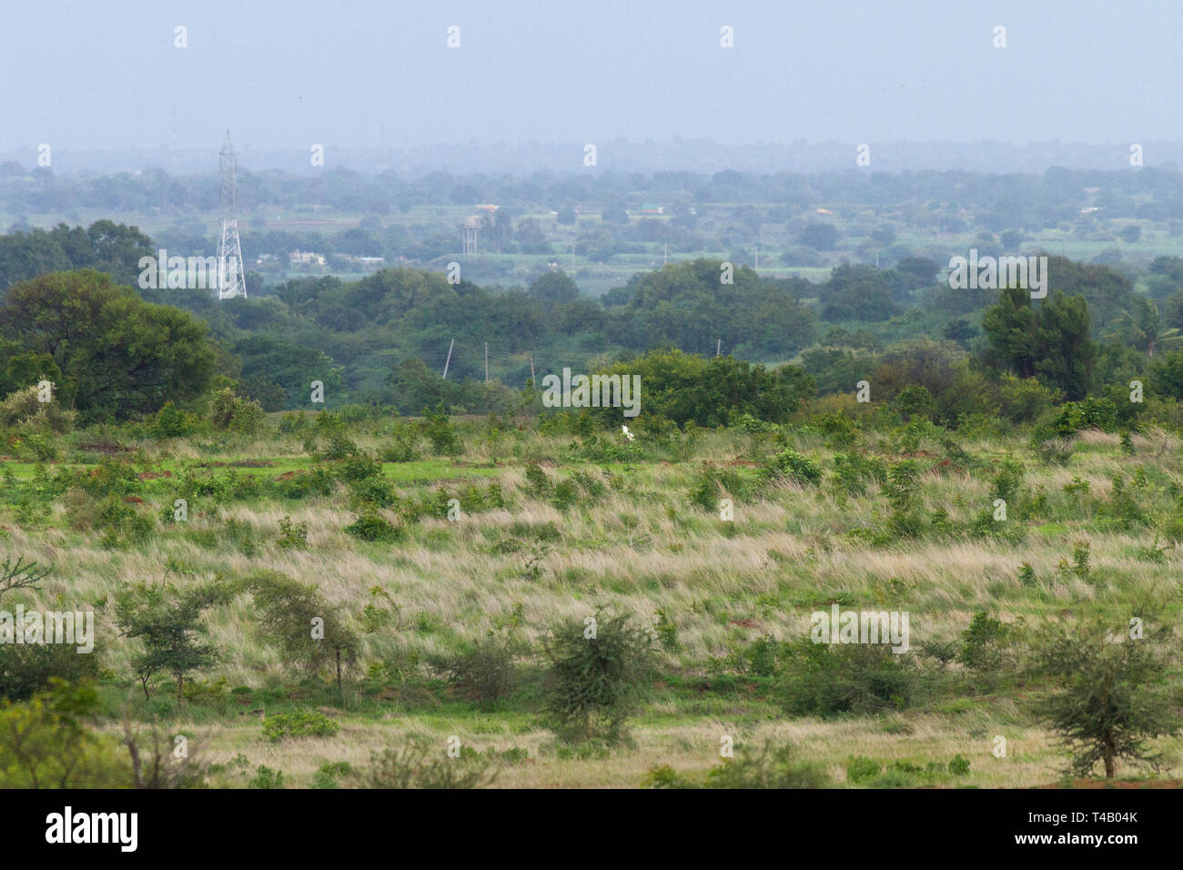 Große indische Trappe (GIB) Roaming in GIB Heiligtum Solapur Maharashtra Indien. Verlust von Lebensraum (in den Bildern zu sehen) ist die größte Bedrohung für Sie. Stockfoto