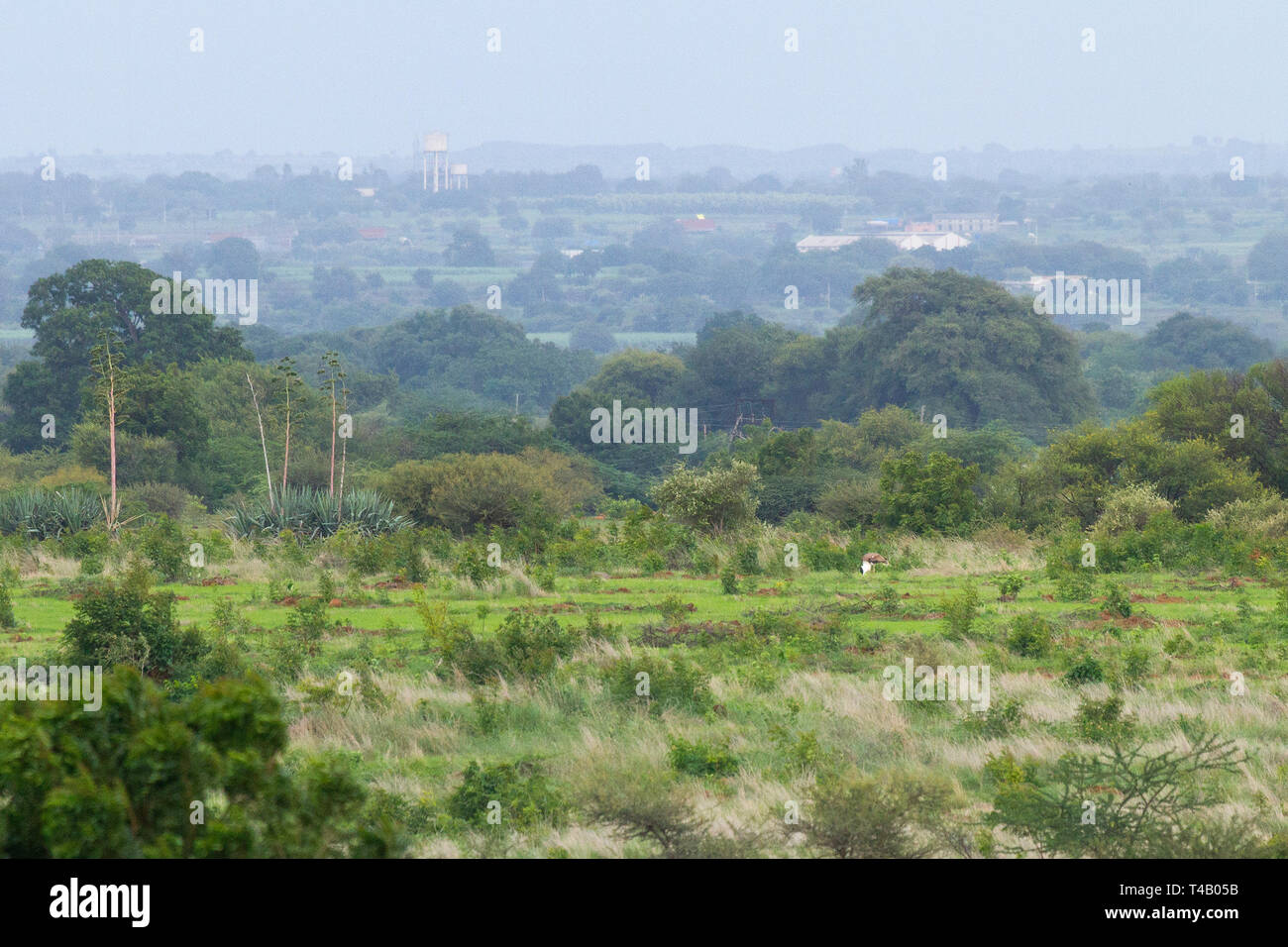 Große indische Trappe (GIB) Roaming in GIB Heiligtum Solapur Maharashtra Indien. Verlust von Lebensraum (in den Bildern zu sehen) ist die größte Bedrohung für Sie. Stockfoto