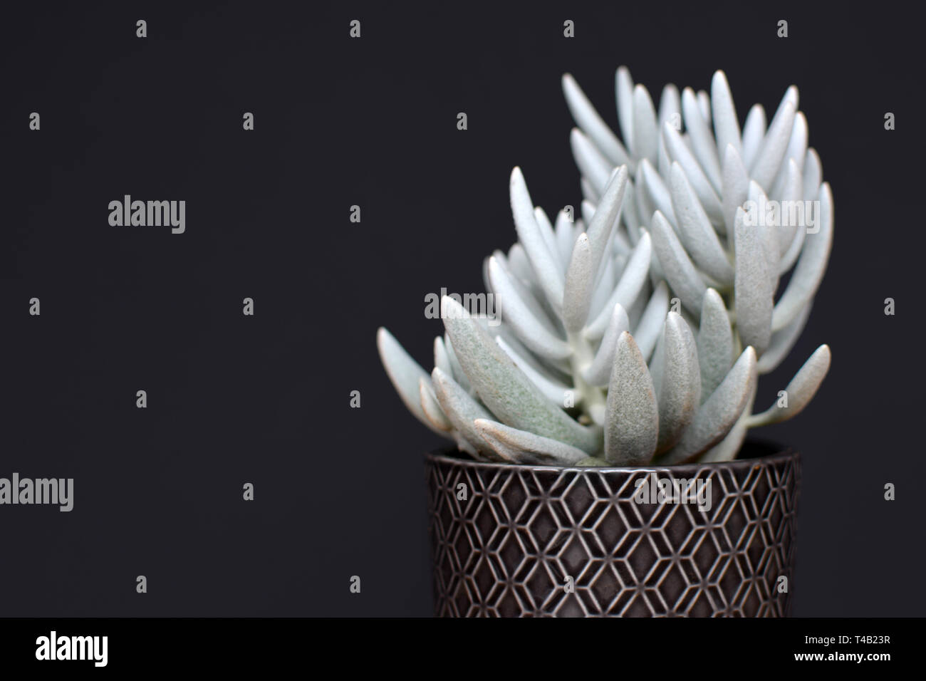 Schöne weiße Senecio haworthii Sukkulenten Topfpflanzen Zimmerpflanze auf dunklem Hintergrund Stockfoto