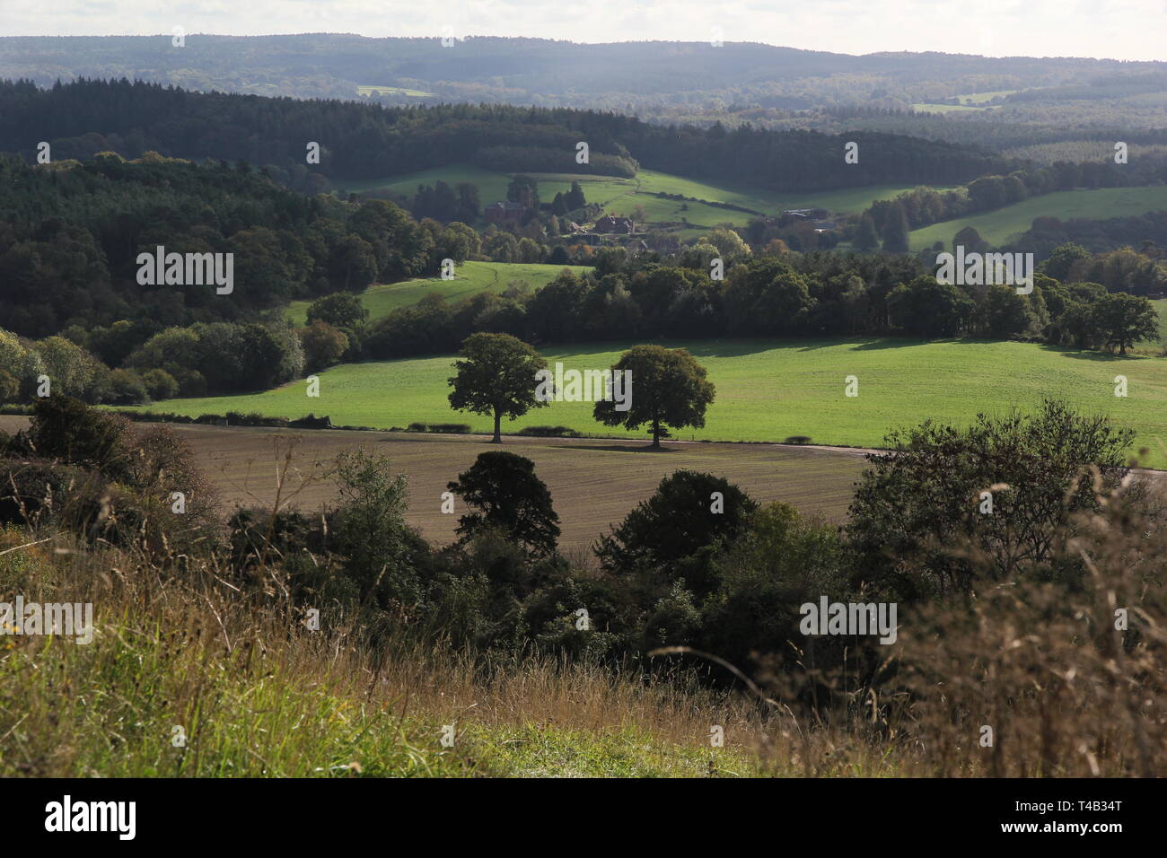 Zwei Eichen umgeben von üppigen grünen Landschaft und sanften Hügeln der Surrey Hills gesehen von Newlands Ecke in der Nähe von Guildford und Gomshall Stockfoto