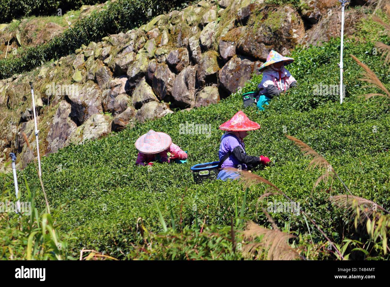 Kaffee Feld in Taiwan. Die Zeit der Ernte - Arbeiter in der traditionellen Kleidung Kommissionierung Teeblätter. Stockfoto