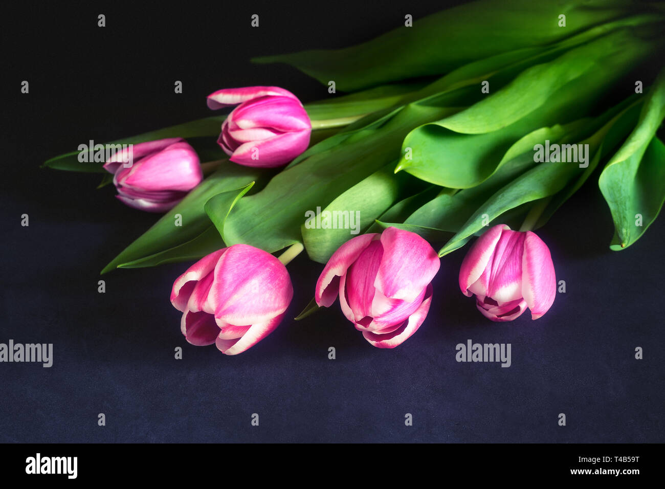 Blumenstrauß aus rosa Tulpen vor einem dunklen Hintergrund. Stockfoto