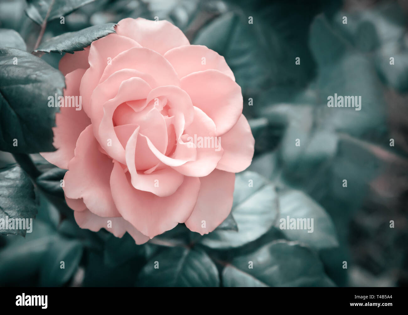 Schöne blühende Rose gegen das Grün der Blätter Stockfoto