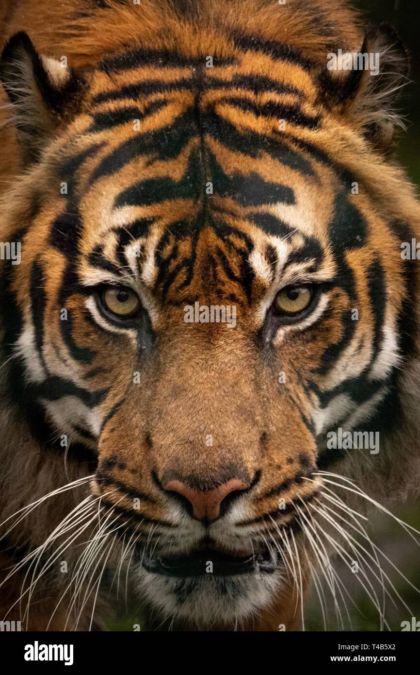 Tiger-Portrait Stockfoto