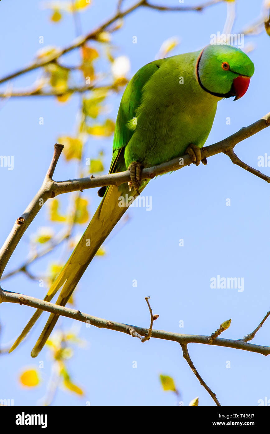 Parrot thront auf einem Dschungel Zweig bunten Ara Papagei Stockfoto