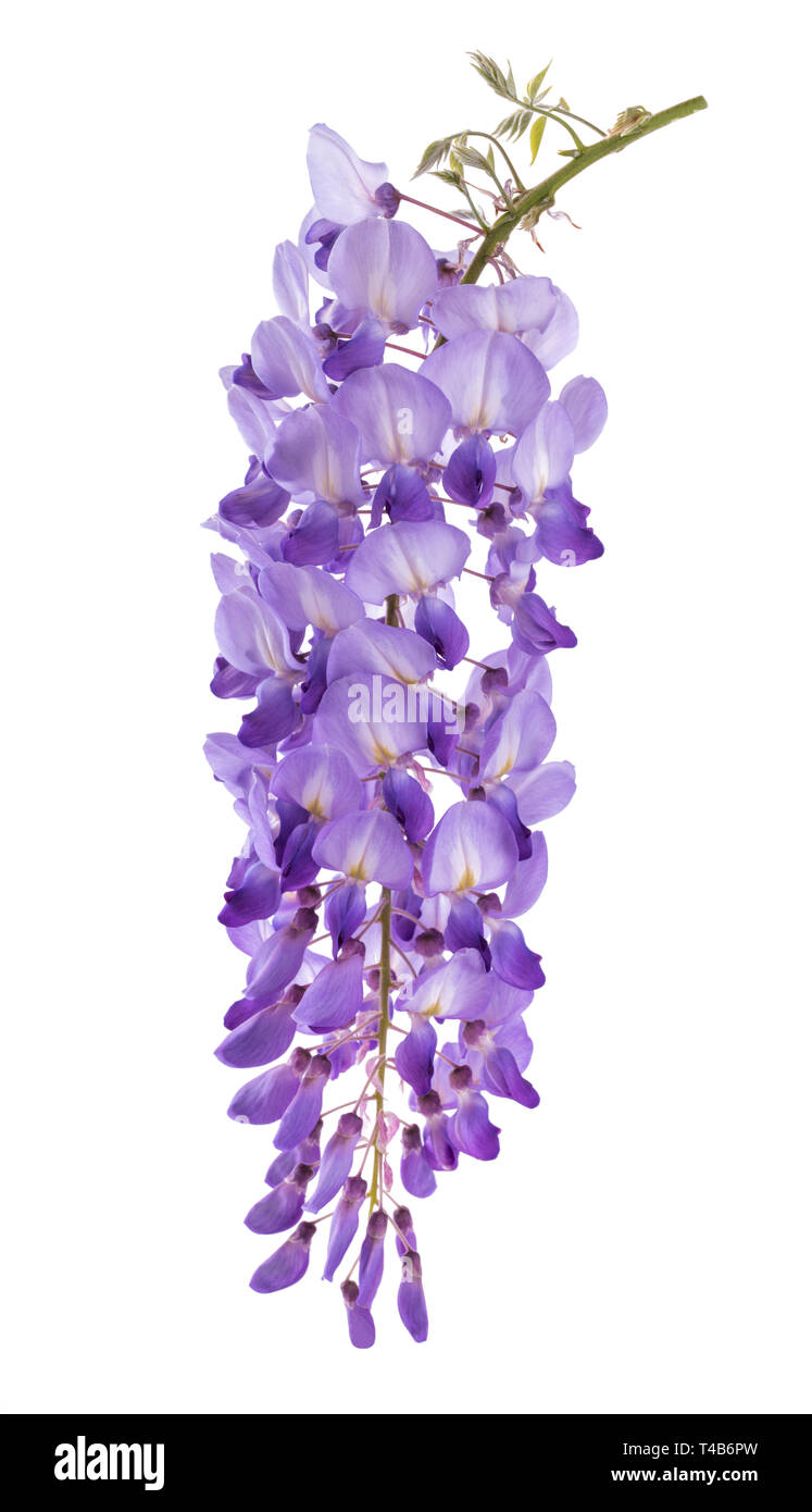 Wisteria Blumen auf weiem Hintergrund Stockfotografie - Alamy