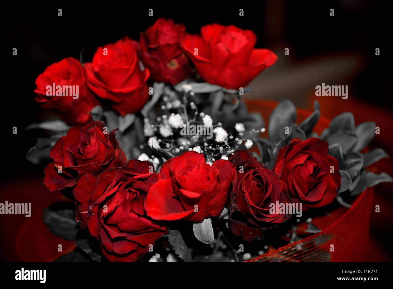 Rote Rosen. Stockfoto