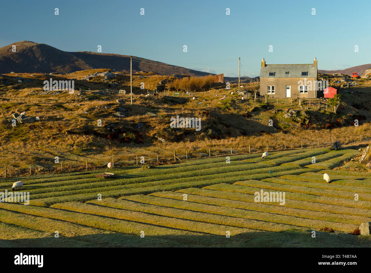 Ein Croft Haus und Land auf Harris, Äußere Hebriden, Schottland. Stockfoto