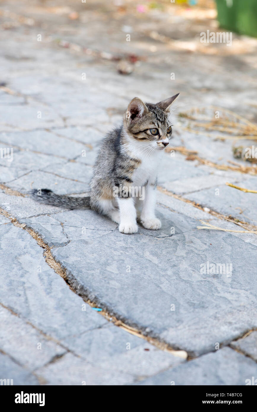 Katzen im Dorf Lindos, Rhodos, Griechenland Stockfotografie - Alamy
