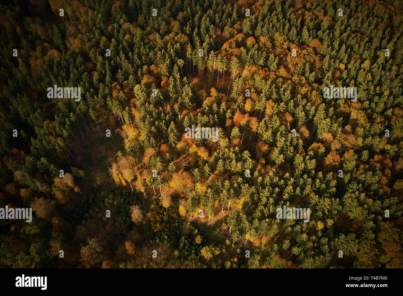 Bunte Bäume im Herbst in den Wald von oben Stockfoto