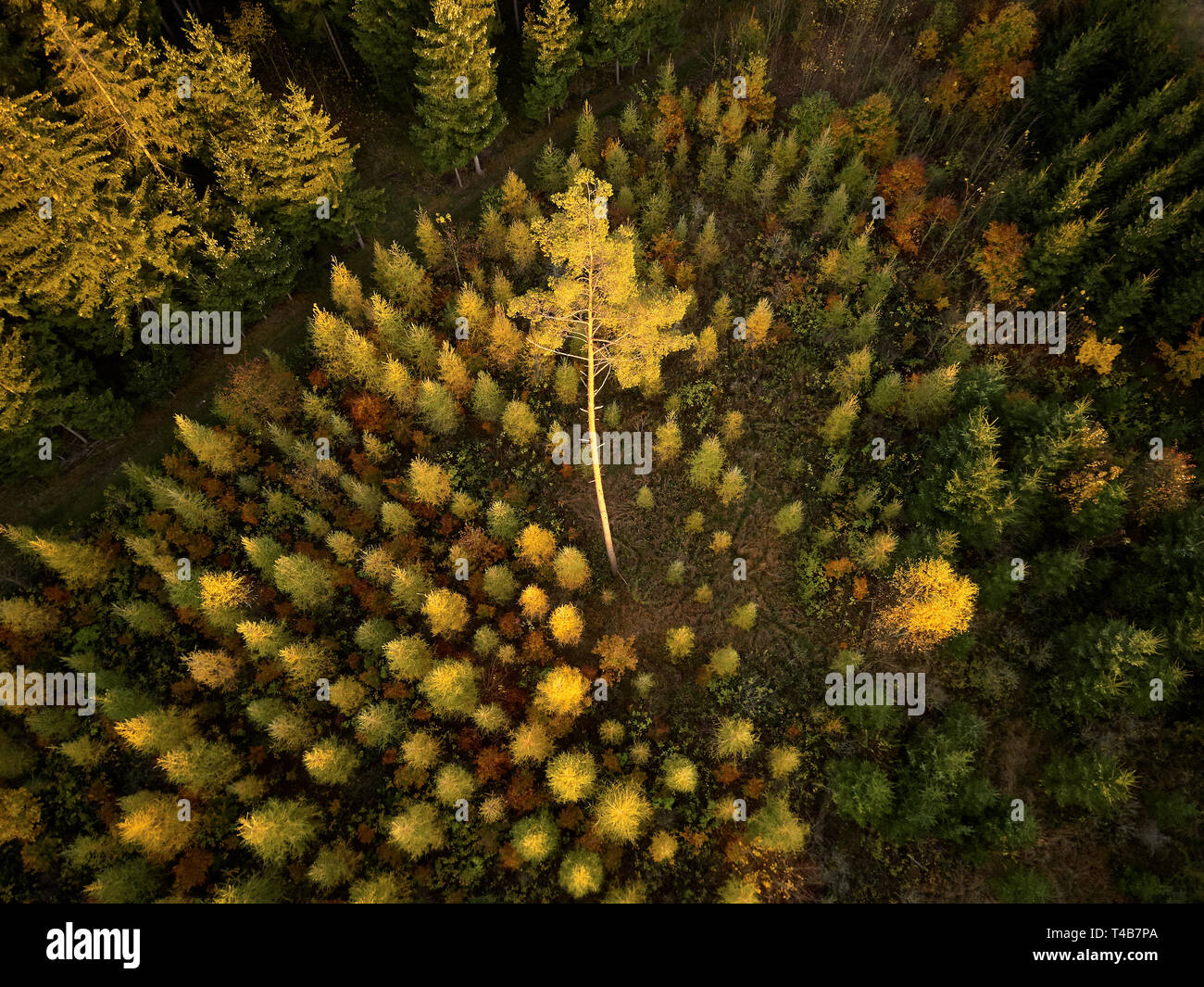 Hohen Kiefern Baum wächst im Wald oder in der Baumschule zwischen kleinen Bäume im Herbst Stockfoto