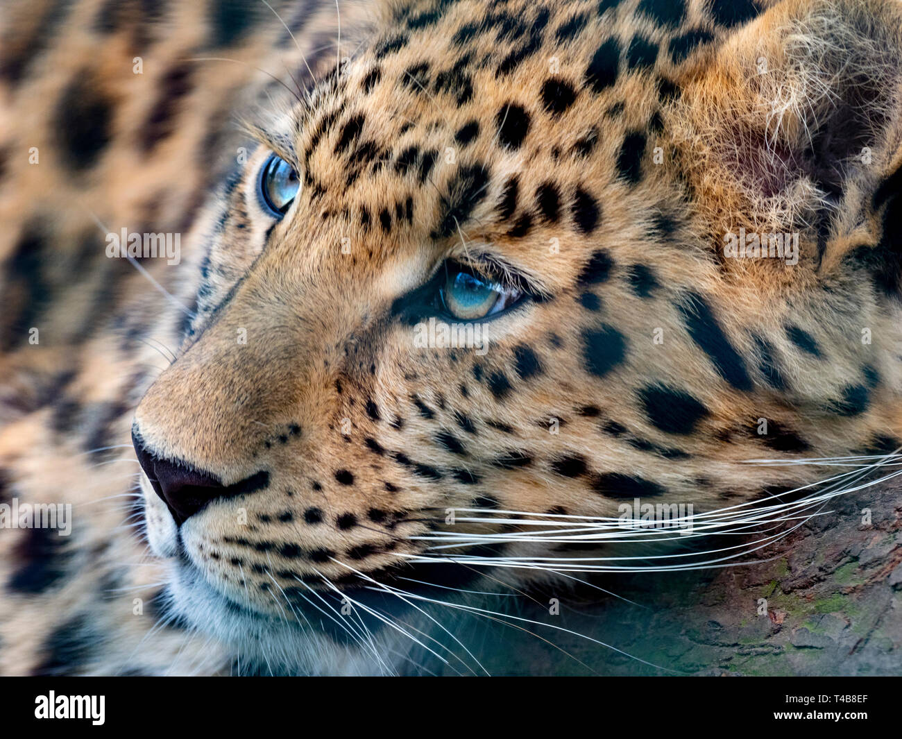 Amur leopard Panthera pardus orientalis CAPTIVE Stockfoto