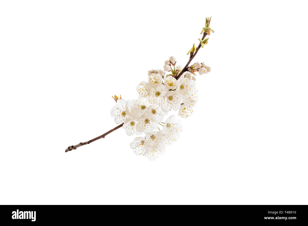 Cherry Tree Spring Branch mit weißen Blüten. Sakura Blüten auf Weiß isoliert. Stockfoto