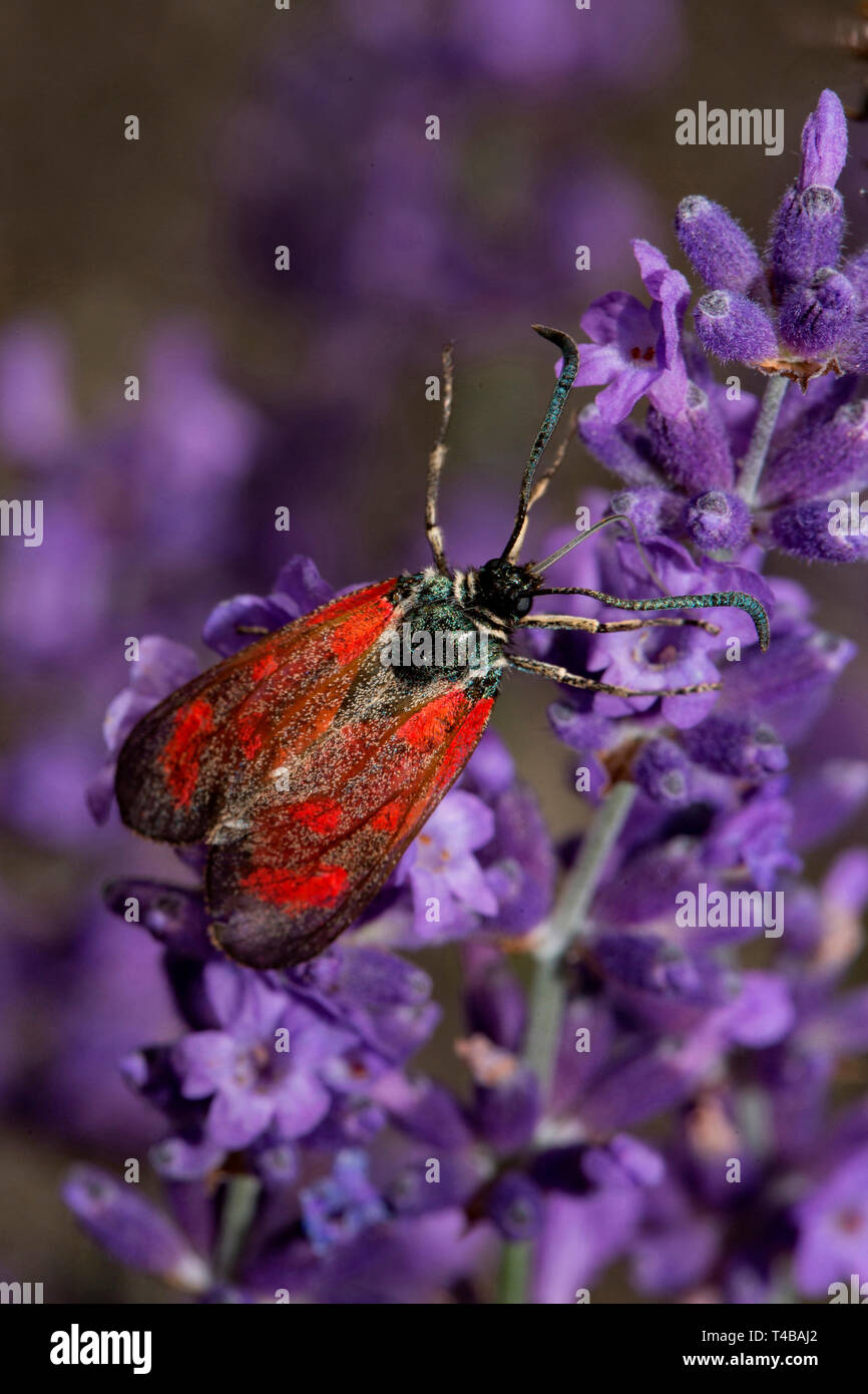 Six-spot Burnet, (Zygaena Filipendulae) Stockfoto