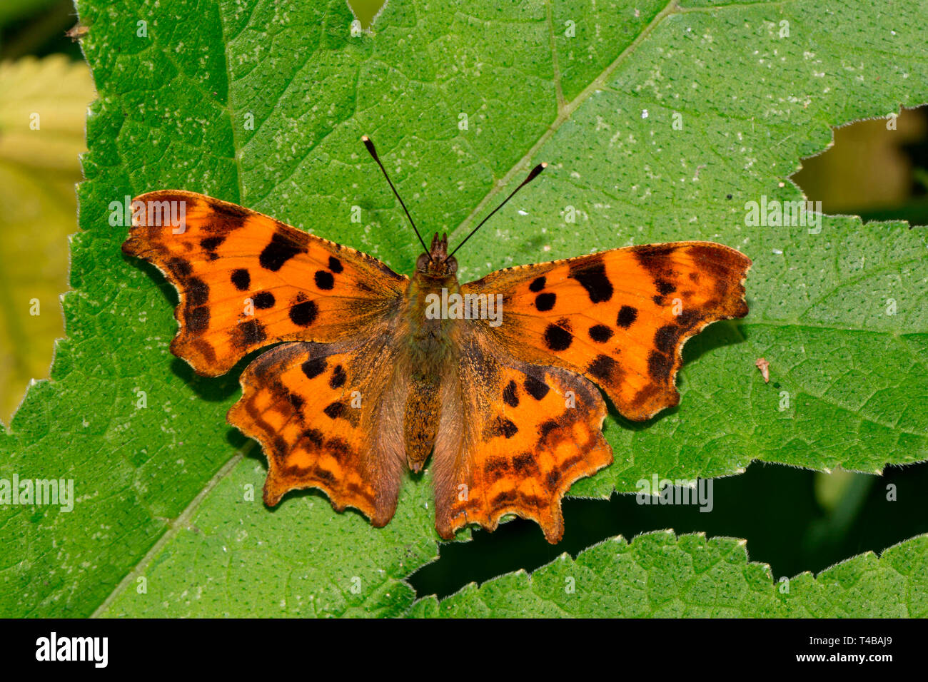 Komma, (Polygonia c-Album) Stockfoto