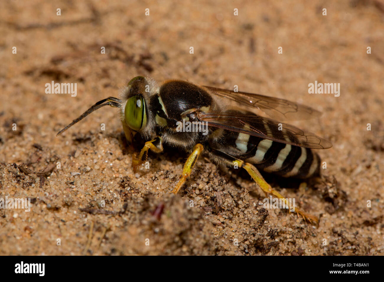 Sand Wasp, (Bembix rostrata) Stockfoto