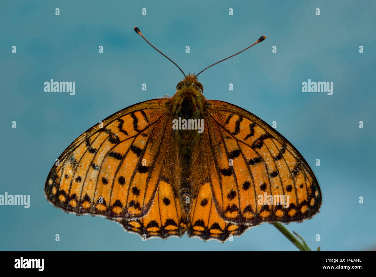 Wiese Braun, (Pyrausta aurata) Stockfoto