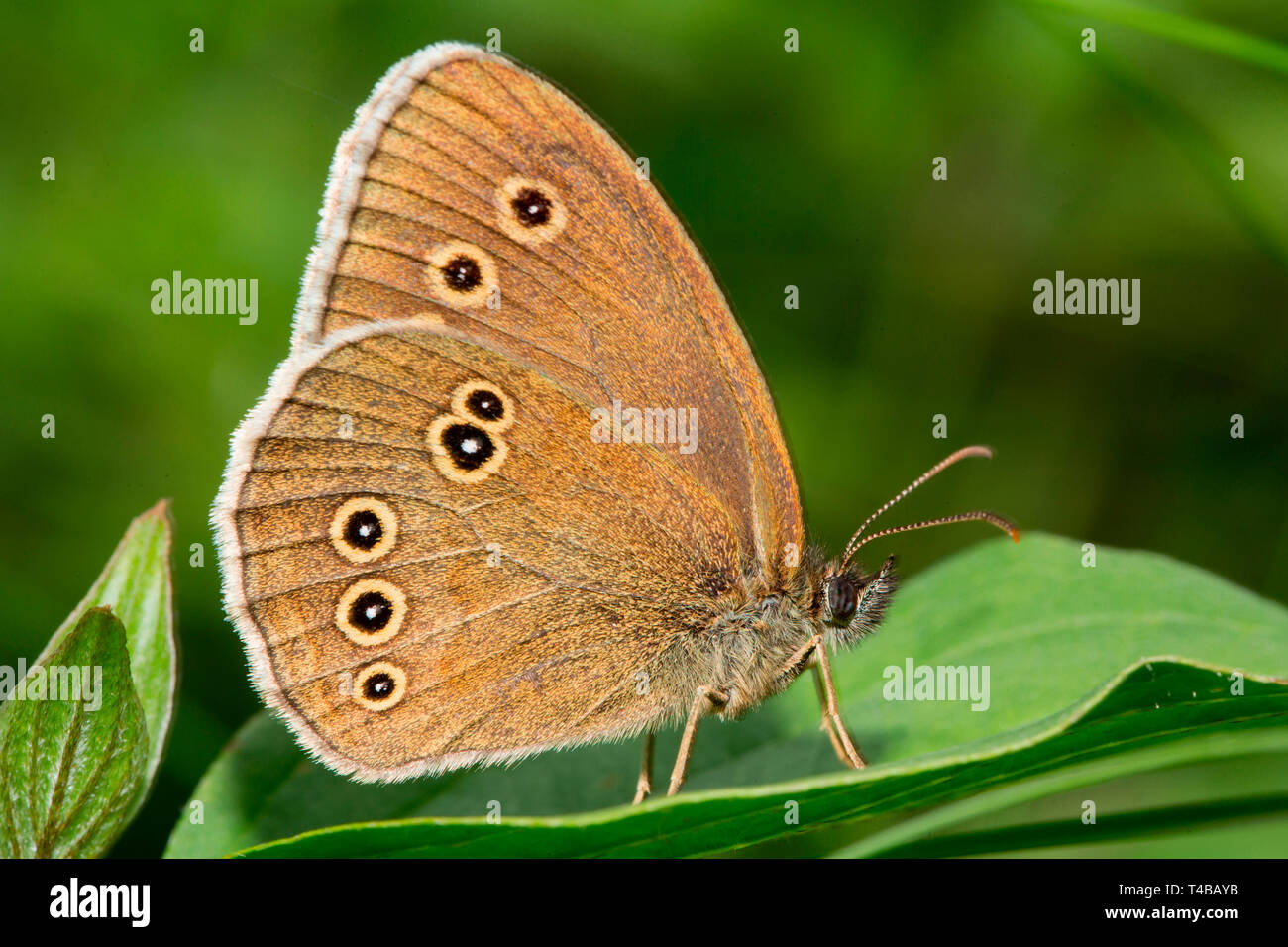 Ringelwürmer, (Aphantopus hyperantus) Stockfoto