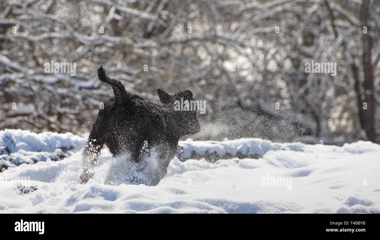 Eine Feder Kalb tänzelt durch einen späten Schnee in einem Illinois Bauernhof. Stockfoto