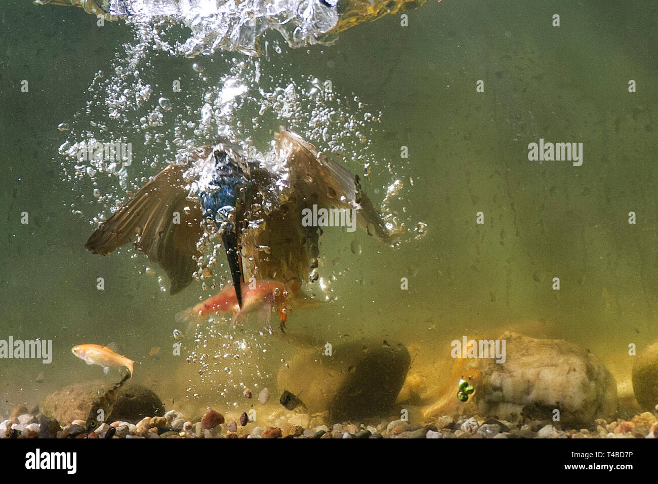 Eisvogel, fischend im Aquarium, Senne,, 92660 Stockfoto