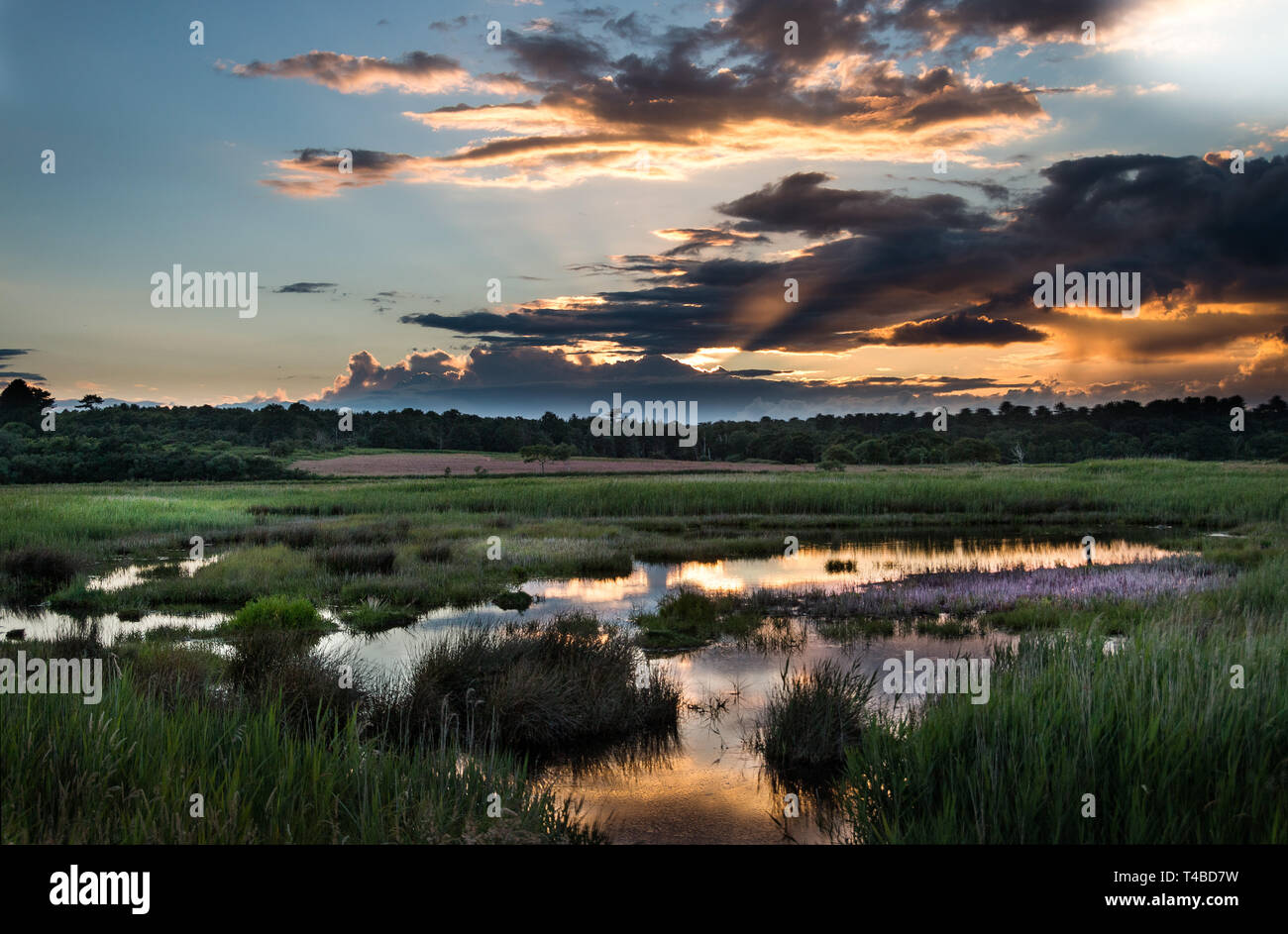 Sonnenuntergang über der Dingle Sümpfe Naturschutzgebiet in Dunwich Suffolk England Großbritannien Stockfoto