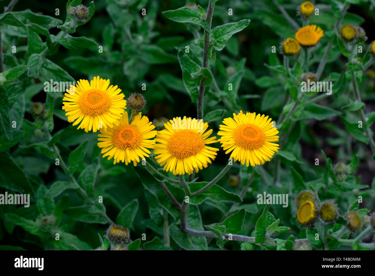 Grosses Flohkraut, Ruhrkraut, Ruhr-Flohkraut, Pulicaria dysenterica Ruhrflohkraut, Stockfoto