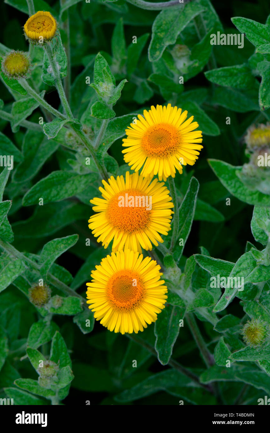Grosses Flohkraut, Ruhrkraut, Ruhr-Flohkraut, Pulicaria dysenterica Ruhrflohkraut, Stockfoto