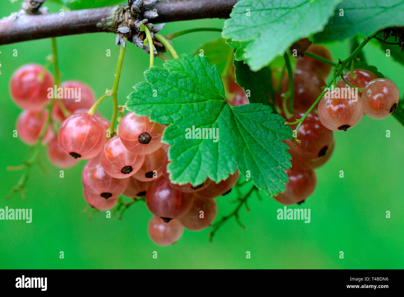 Johannisbeere, Sorte Rose de Champagne Stockfoto