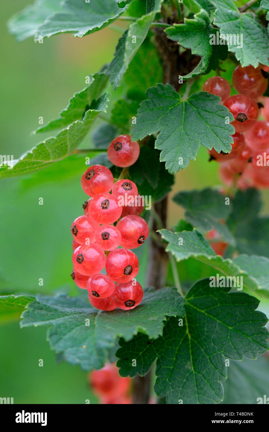 Johannisbeere, Sorte Rosa Hollaender, Sorte Grosse Blassrote Stockfoto