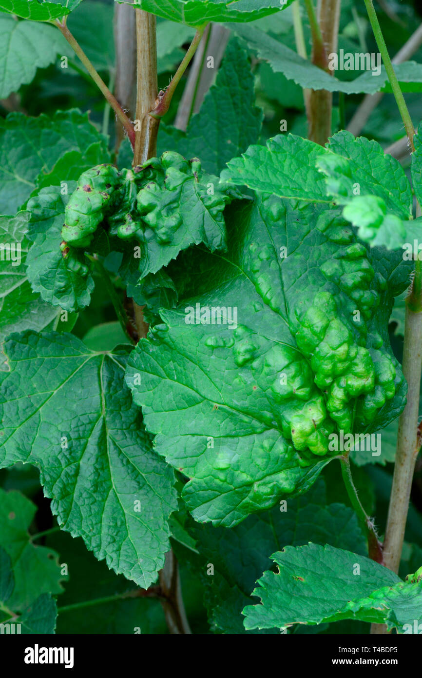 Johannisbeere, Kranke Blaetter, Ribes rubrum, Blattkrankheit Stockfoto