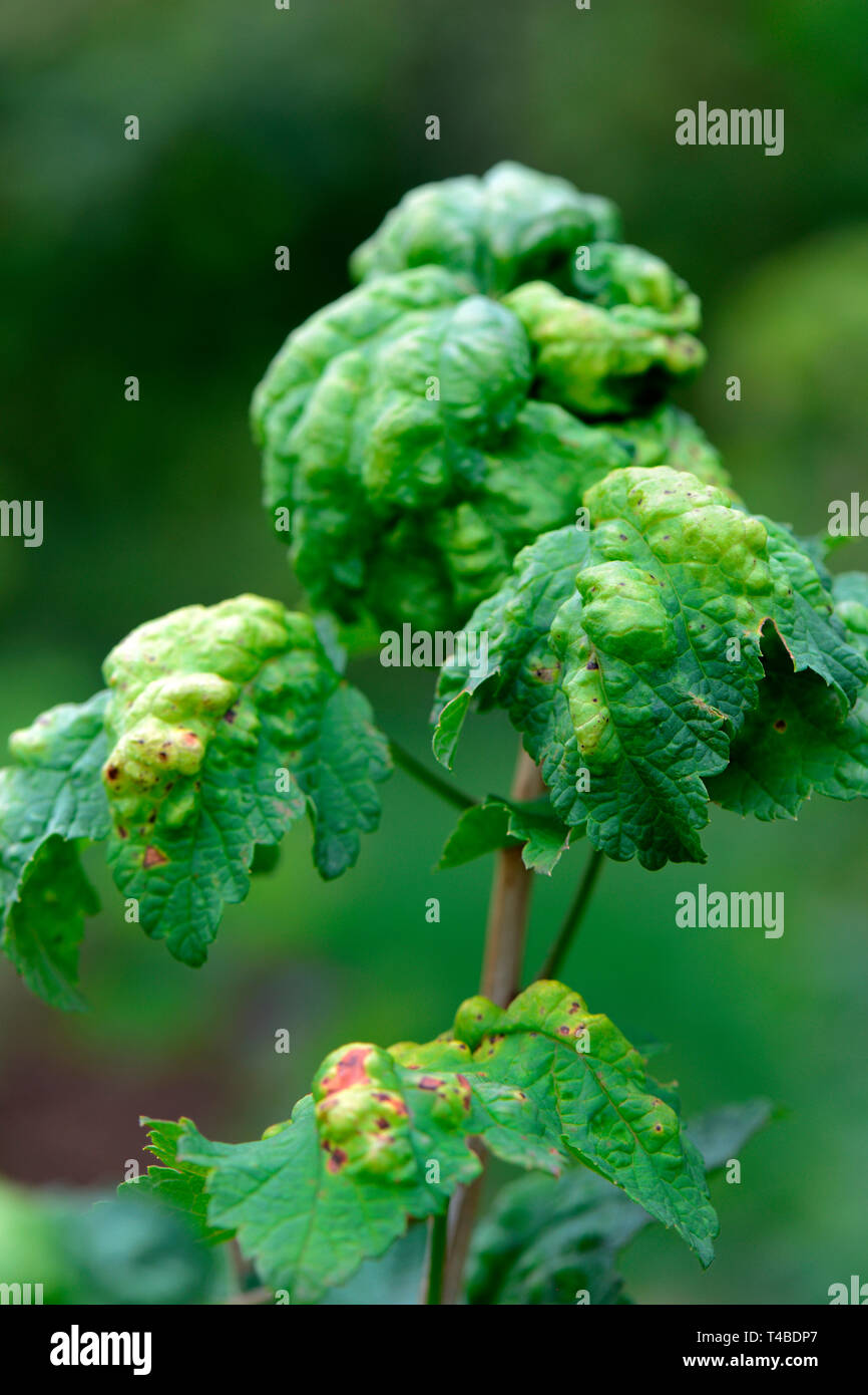 Johannisbeere, Kranke Blaetter, Ribes rubrum, Blattkrankheit Stockfoto