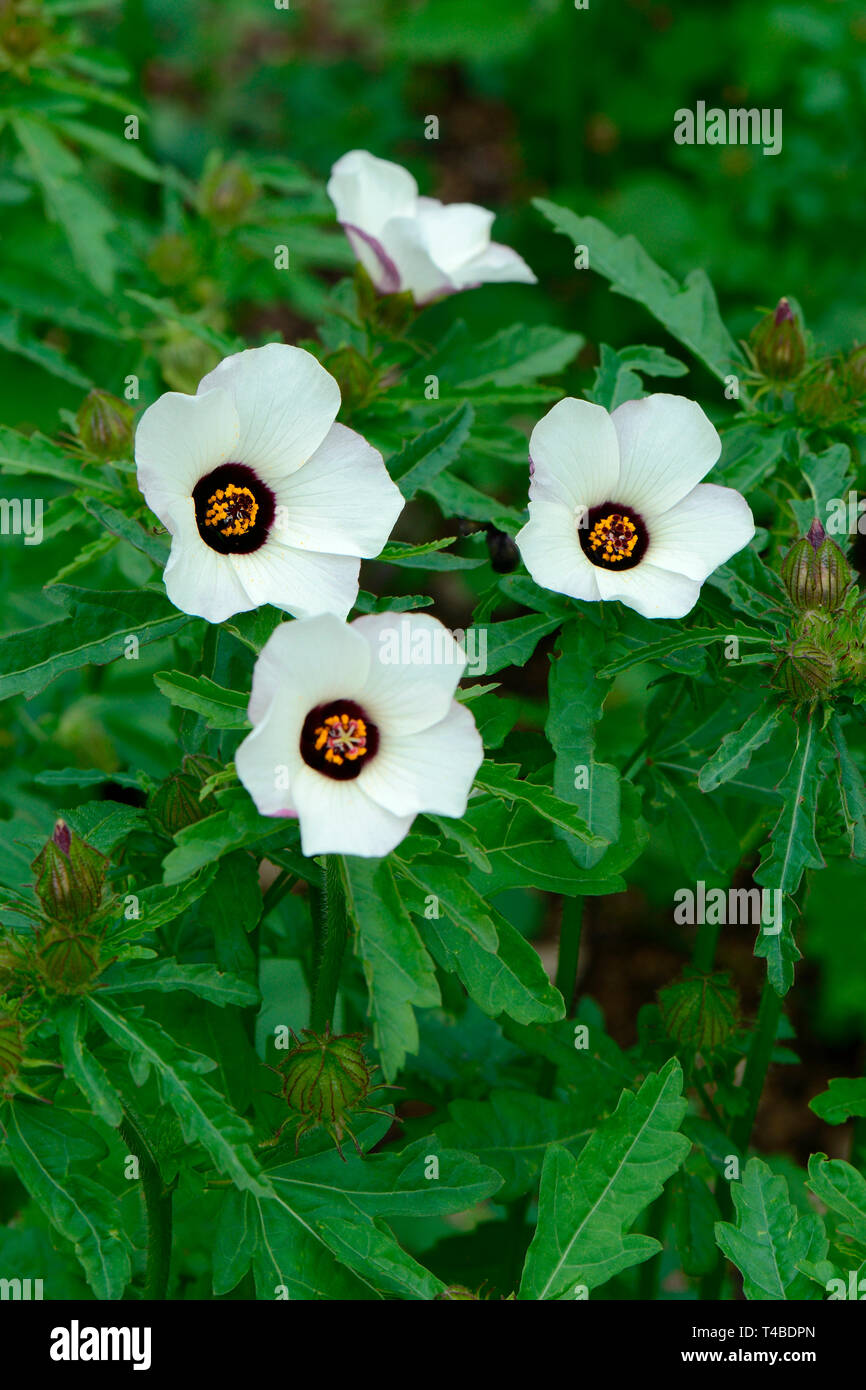 Stundenblume, Stunden-Roseneibisch, Hibiscus trionum Stockfoto