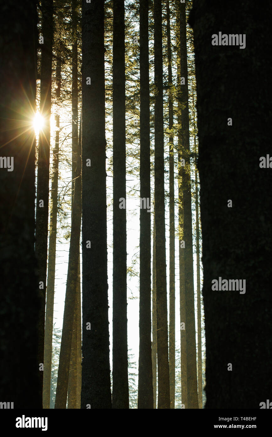 Wald von Bäumen und Trunks in der Morgensonne Fichte. Eine nachhaltige Industrie, umweltfreundliche Forstwirtschaft, Ruhe und Achtsamkeit Konzept und Text Stockfoto