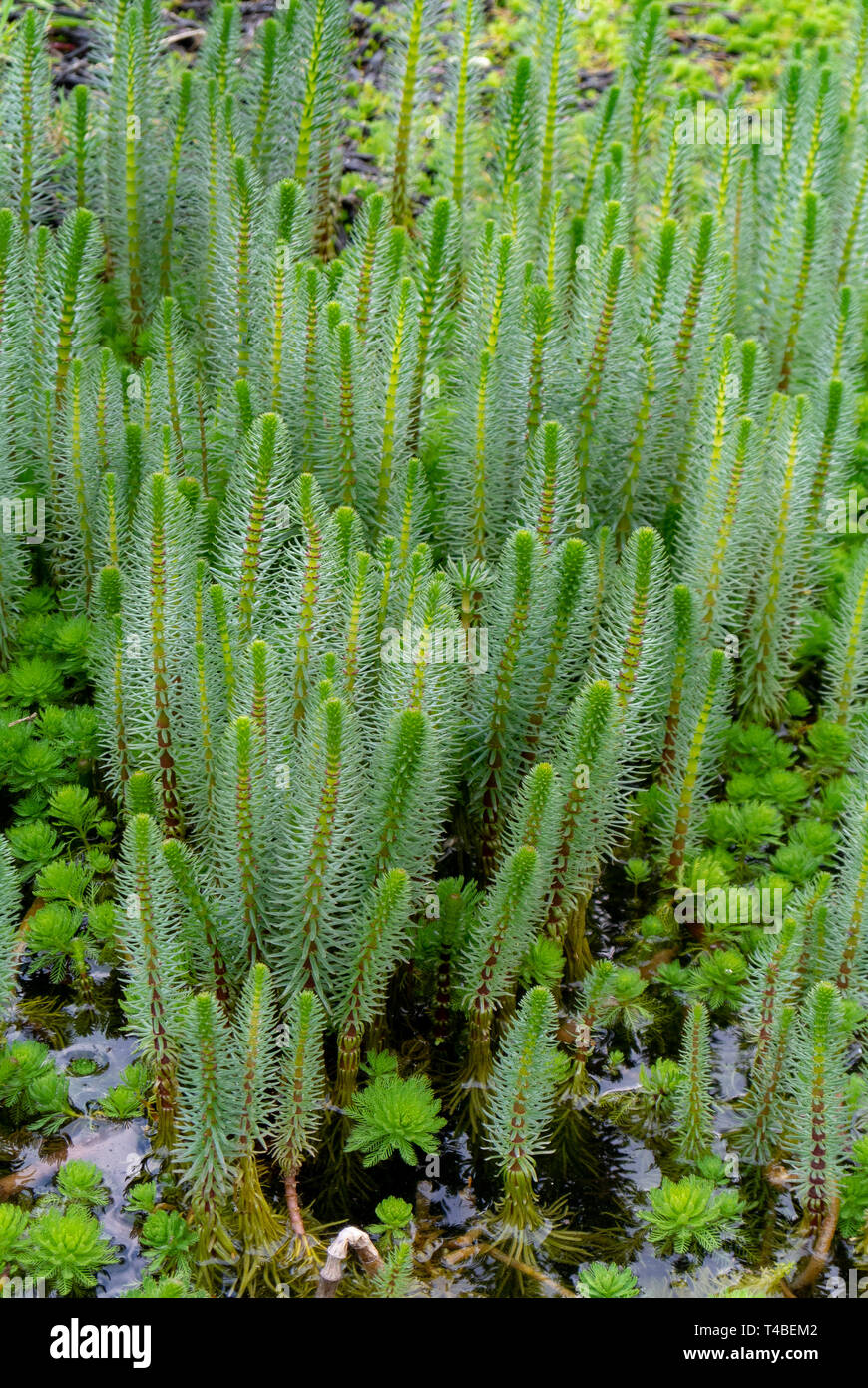 Stutenschwanz, Hippuris, der Schwanz der Stute, war früher die einzige Gattung in der Familie Hippuridaceae. Stockfoto