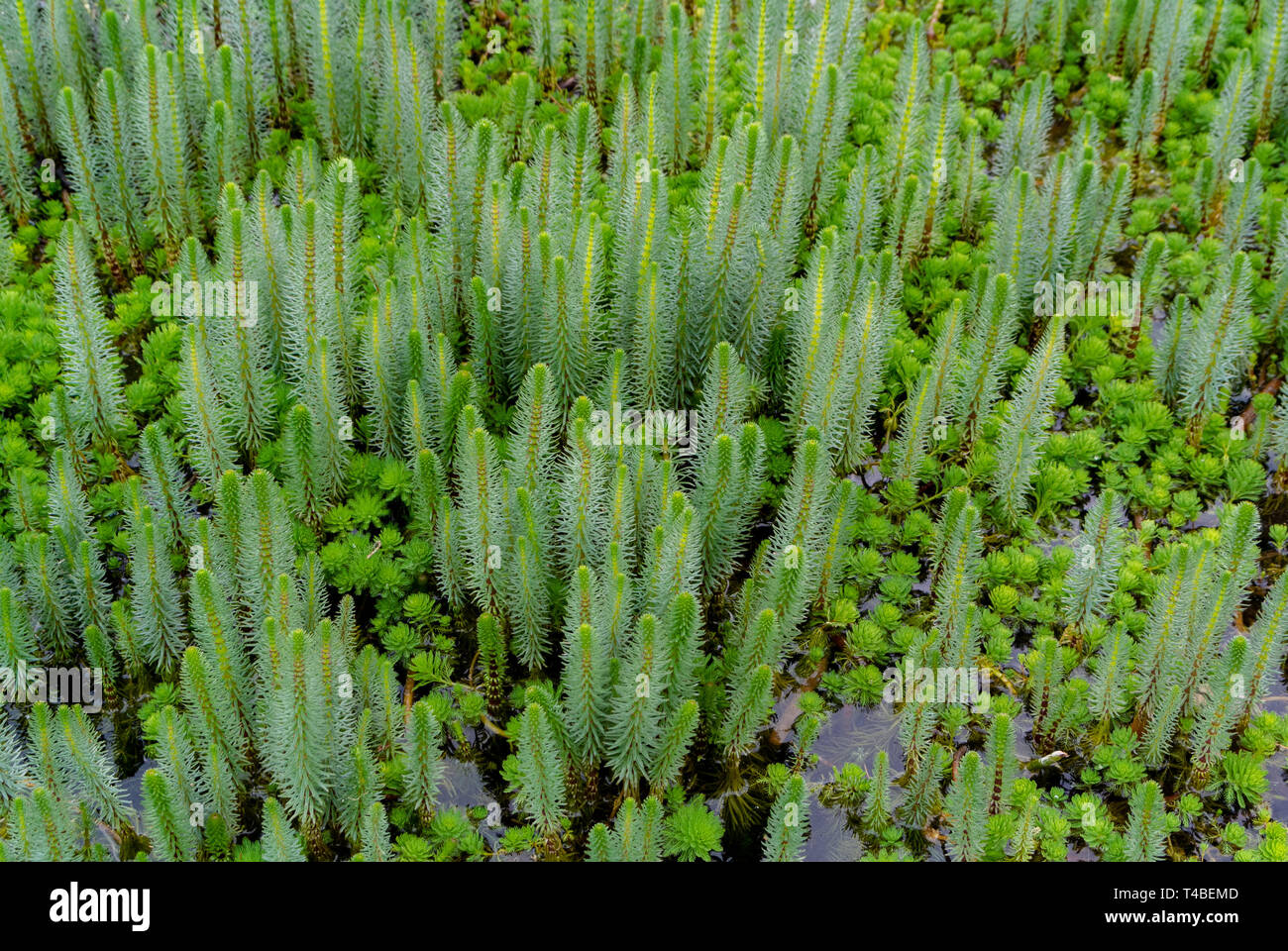 Stutenschwanz, Hippuris, der Schwanz der Stute, war früher die einzige Gattung in der Familie Hippuridaceae. Stockfoto