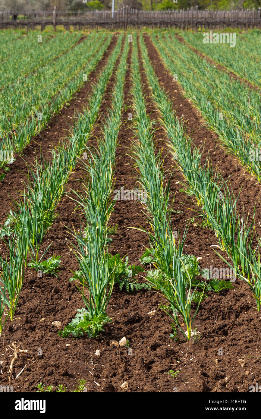 Knoblauchanbau Stockfotos Knoblauchanbau Bilder Alamy