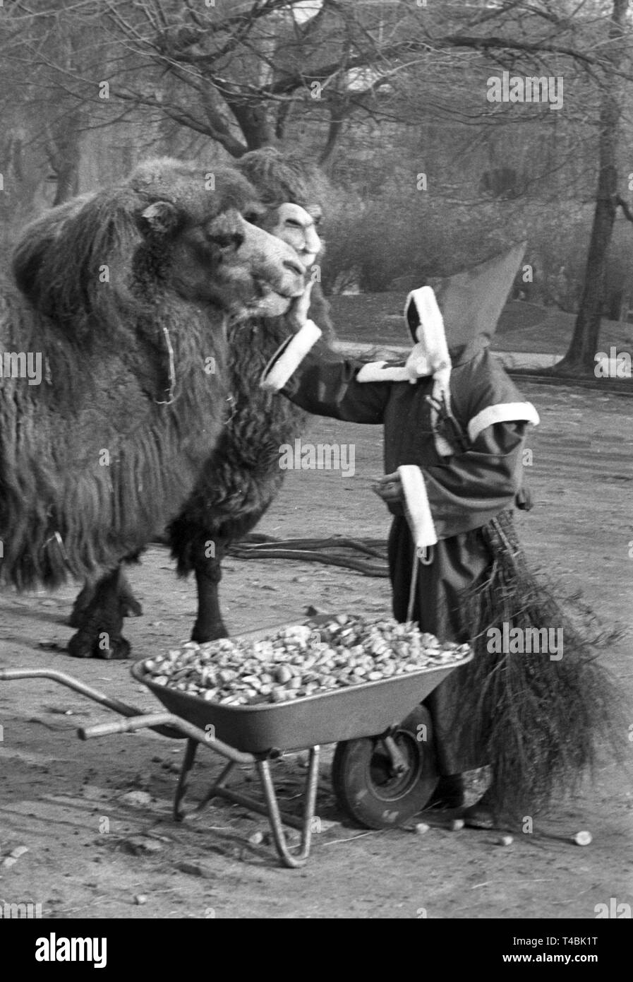 Ein Mann verkleidet als Weihnachtsmann ist Petting ein Kamel am Frankfurter Zoo am 5. Dezember 1963. | Verwendung weltweit Stockfoto