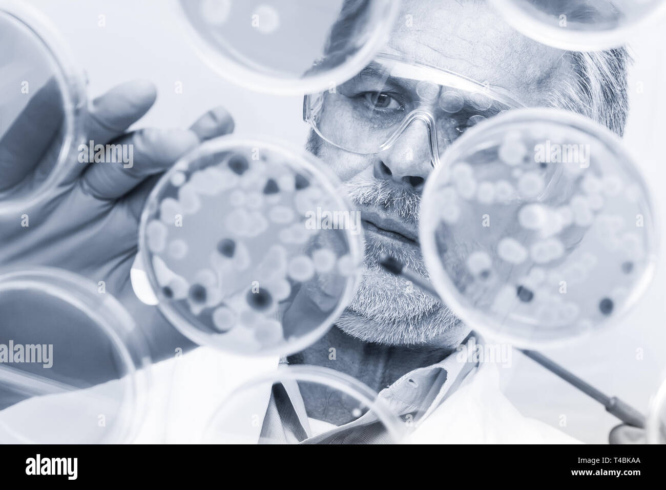 Senior Life-Science-Forscher Pfropfung Bakterien. Stockfoto