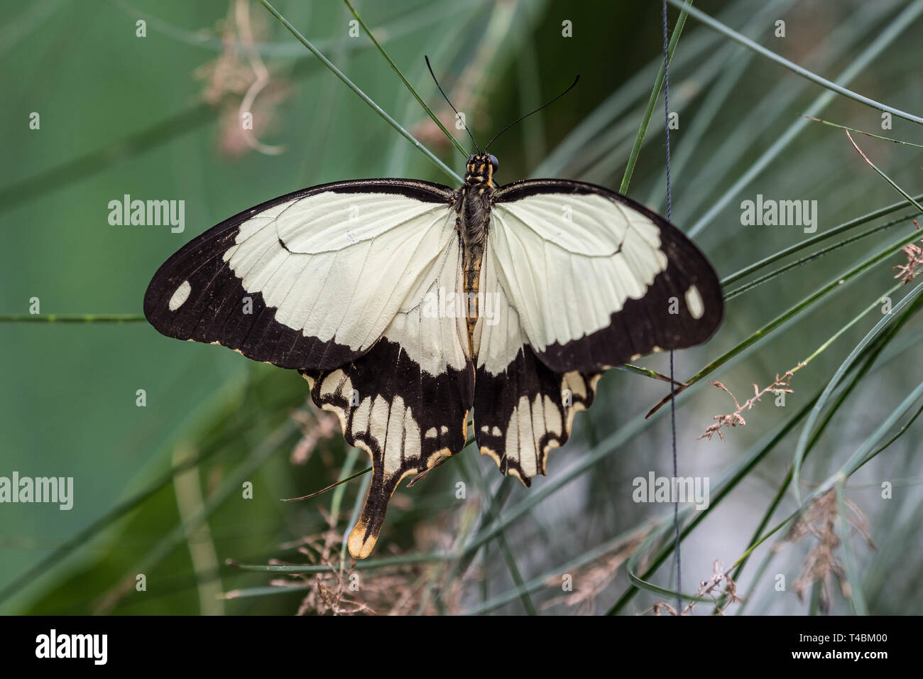 Afrikanische weiß Schwalbenschwanz Schmetterling, Papilio dardanus, aka Flying Taschentuch, Spötter Schwalbenschwanz. Stockfoto