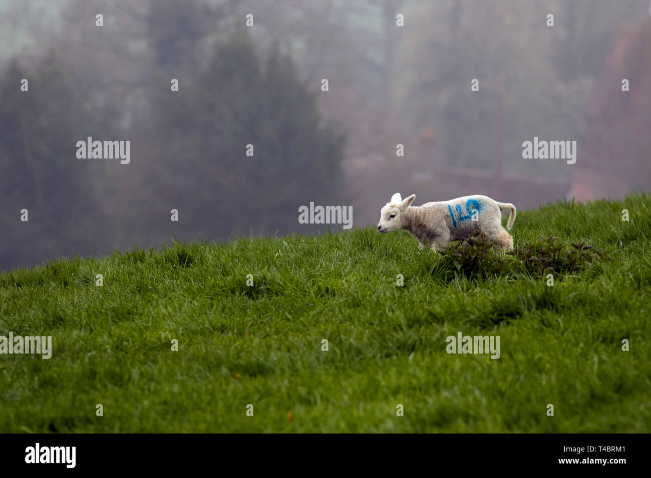 Süße Lämmer im Nebel auf der grünen Landschaft von Kent, England Stockfoto